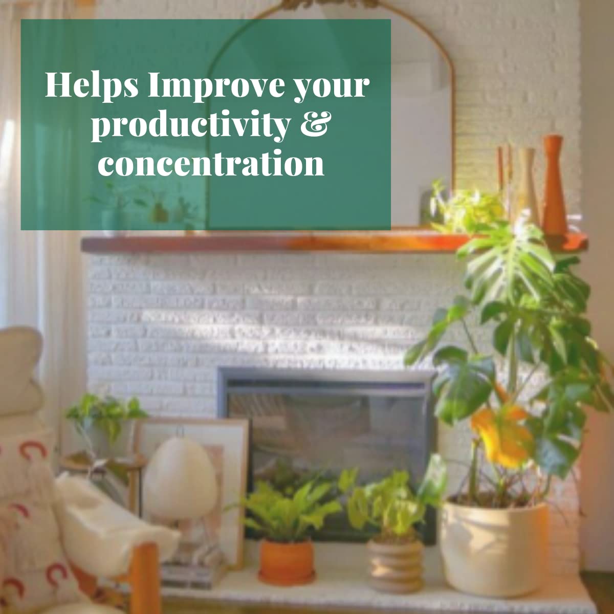 House Plant Shop | Pothos 'Njoy' - 3" Pot | Live Indoor Plant | Free Care Guide