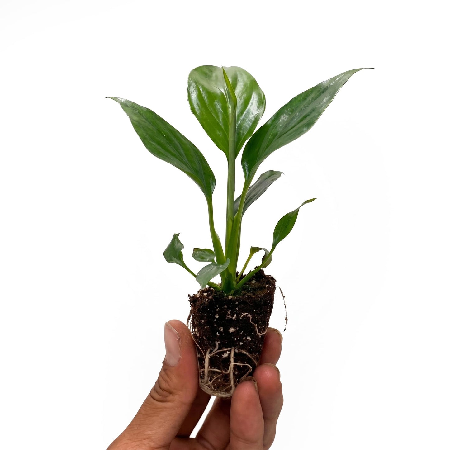 Live Spathiphyllum '7th Heaven' Plant - '7th Heaven Peace Lily' - ragnaroc Tropical Plant 2-8" Tall - 1ct - Live Arrival Guaranteed - House Plants for Home Décor & Gift