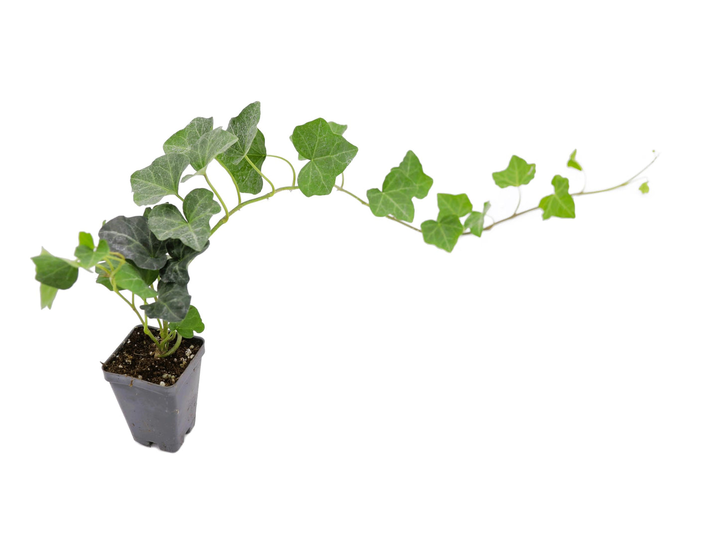 Greenwood Nursery: Live Ground-Cover Plants - English Ivy + Hedera Helix - [Qty: 1x Pint Pot] - (Click for Other Available Plants/Quantities)