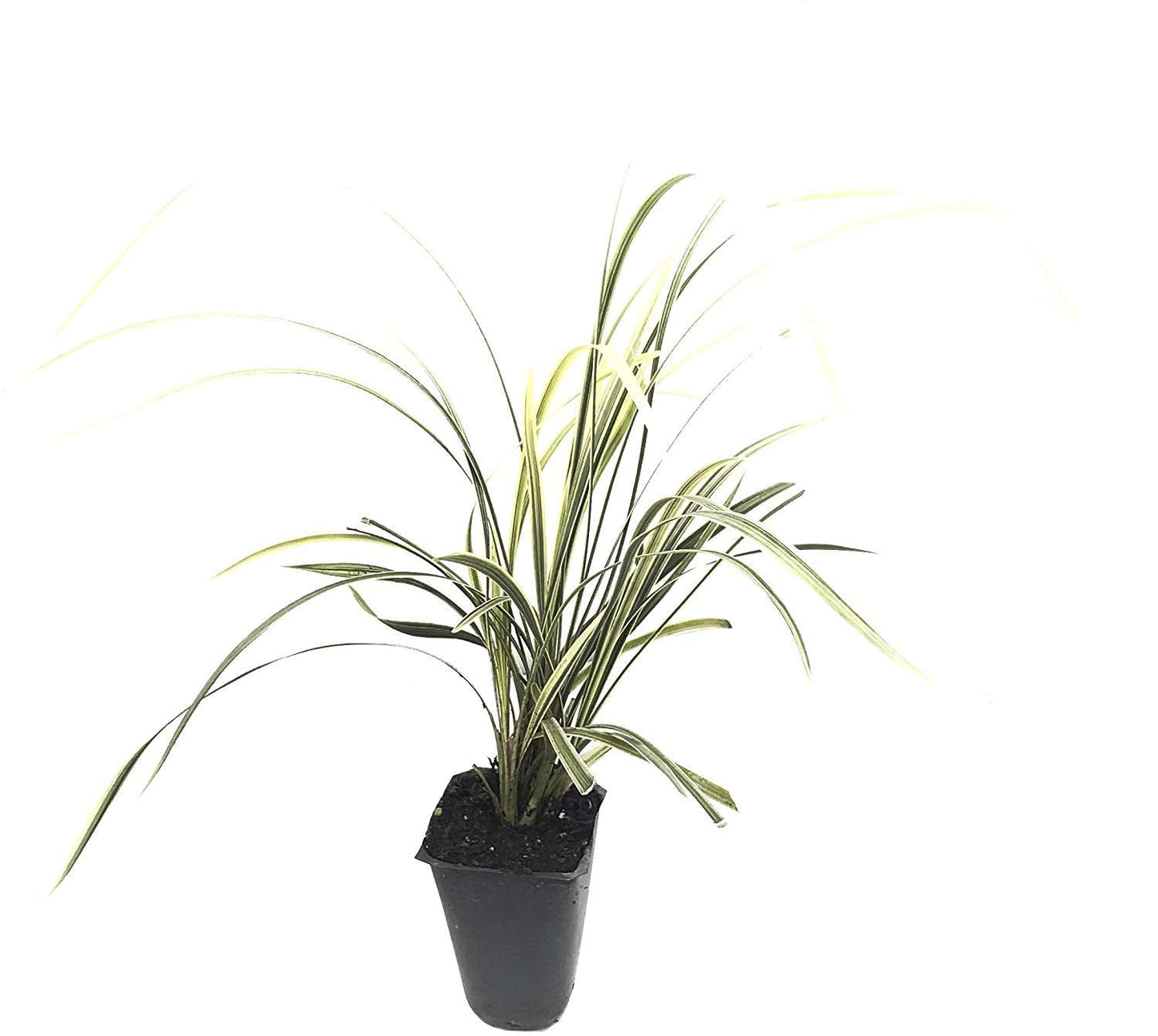 Aztec Grass - 10 Live Plants - Variegated Liriope - Ophiopogon Intermedius Argenteomarginatus