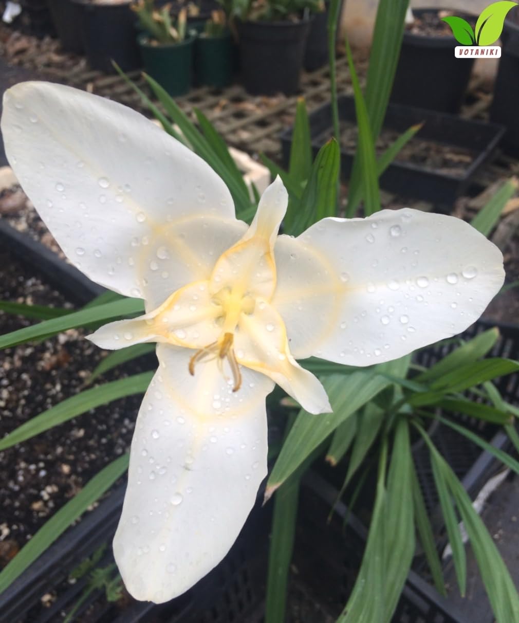 Votaniki Tigridia Pavonia Alba Immaculata Bulbs White Mexican Shell Flower Summer Bloom Garden Plants Cut Flower Use Sun to Part Sun Outdoor Planting (Pack of 12)