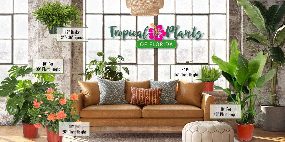 Sprengeri Asparagus Fern Hanging Basket 10" – Live Plant with Lush Green Foliage – Air-Purifying, Easy-Care Houseplant for Indoor & Outdoor Spaces – 24" to 28" Spread – Tropical Plants of Florida