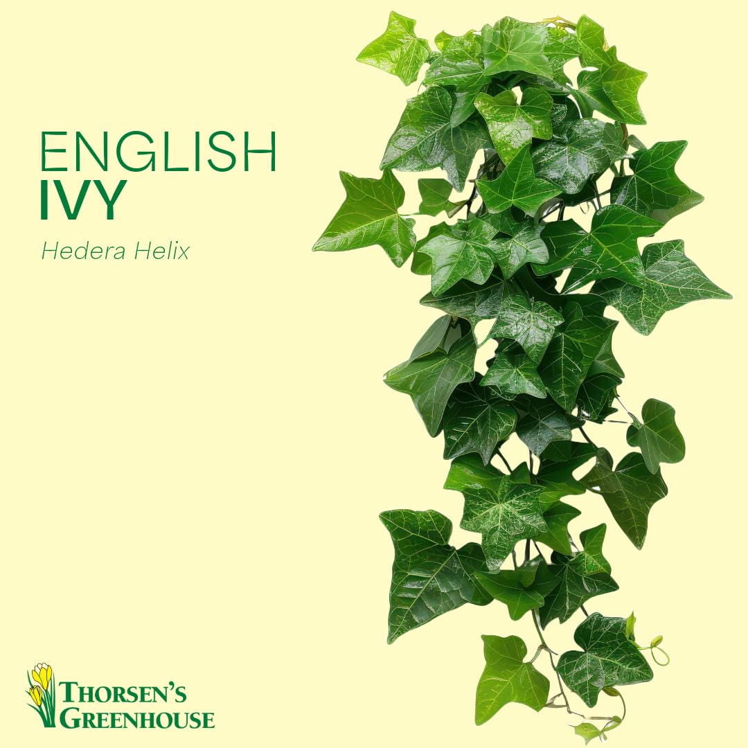 Thorsen's Greenhouse Live Green English Ivy Plant, Hedera Helix, Natural Air Purifier, Easy to Grow, Live Indoor Houseplant, 4" Diameter Pot (Terra Cotta)