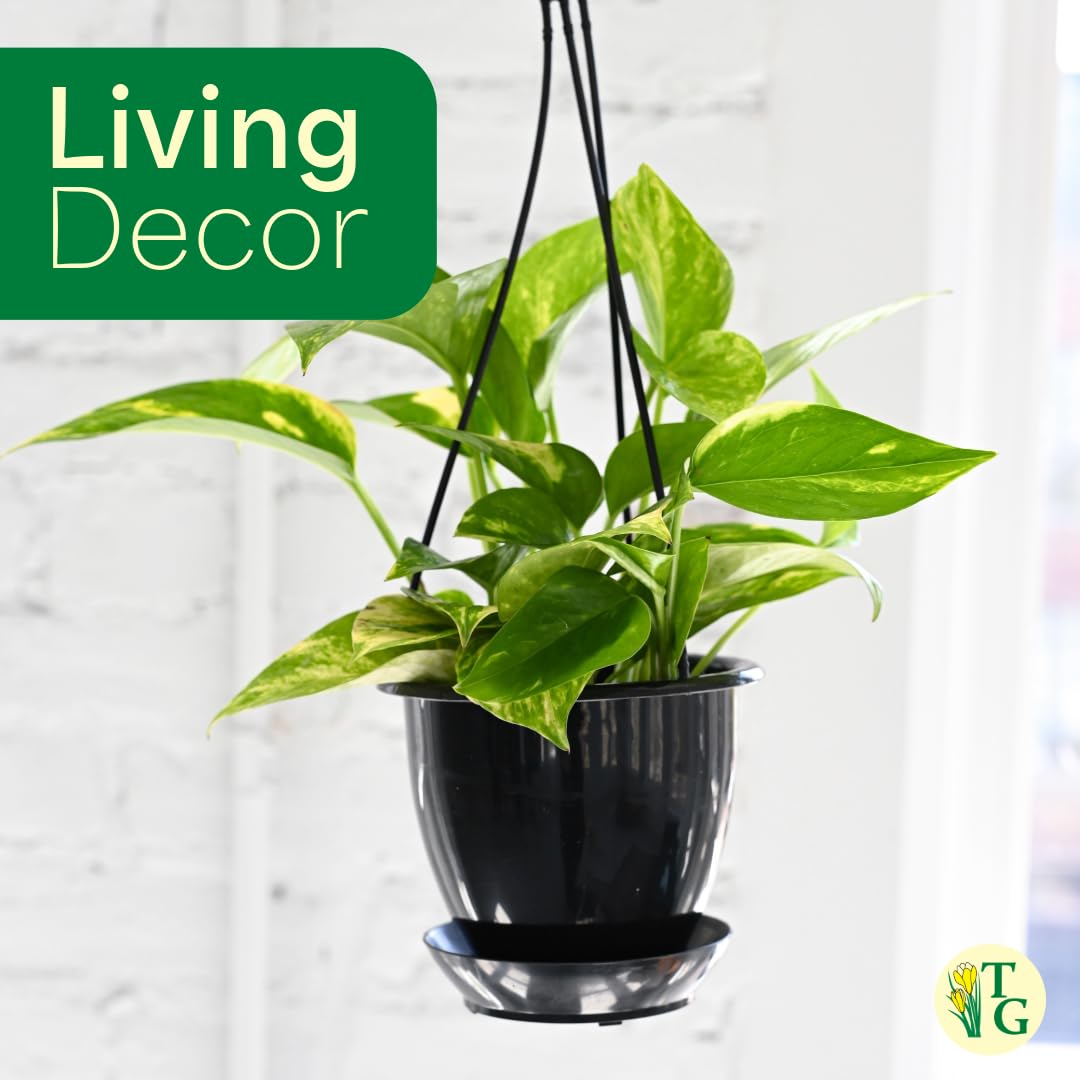 Thorsen's Greenhouse Golden Pothos, Live Indoor Vining Plant, Easy to Grow, Variegated Houseplant, Natural Air Purifier (Brushed Silver, 4-inch Pot)