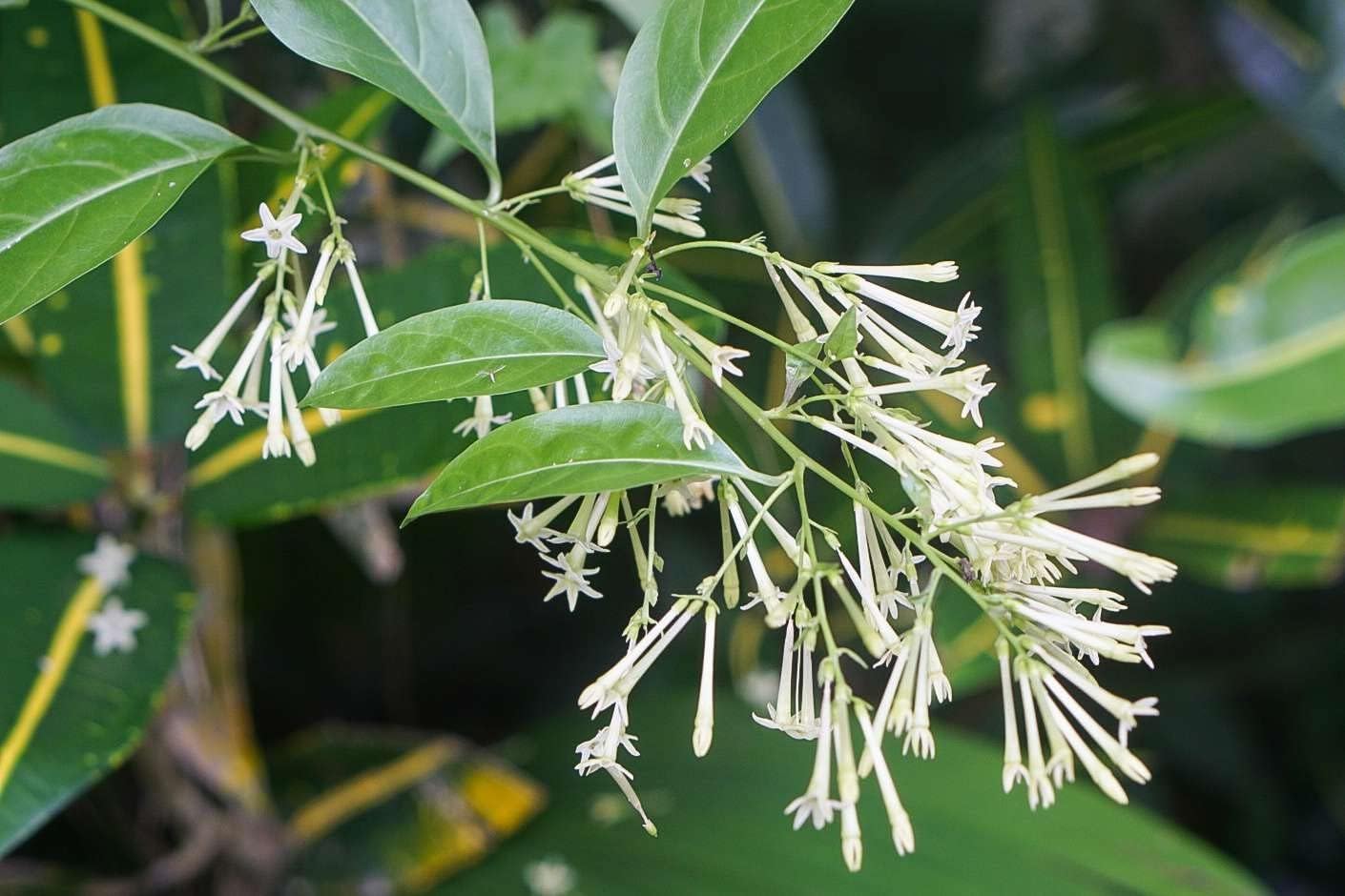 Night Blooming Jasmine I 40 Live Plants I Cestrum Nocturnum | Fragrant White Flowers for Evening Garden Bliss, Perfect for Container Gardening, Easy to Grow