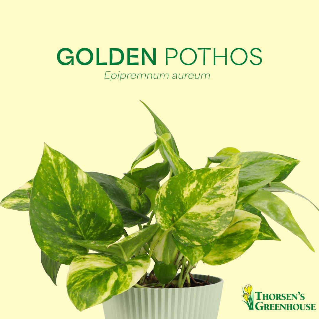 Thorsen's Greenhouse Golden Pothos, Live Indoor Vining Plant, Easy to Grow, Variegated Houseplant, Natural Air Purifier (Brushed Silver, 4-inch Pot)