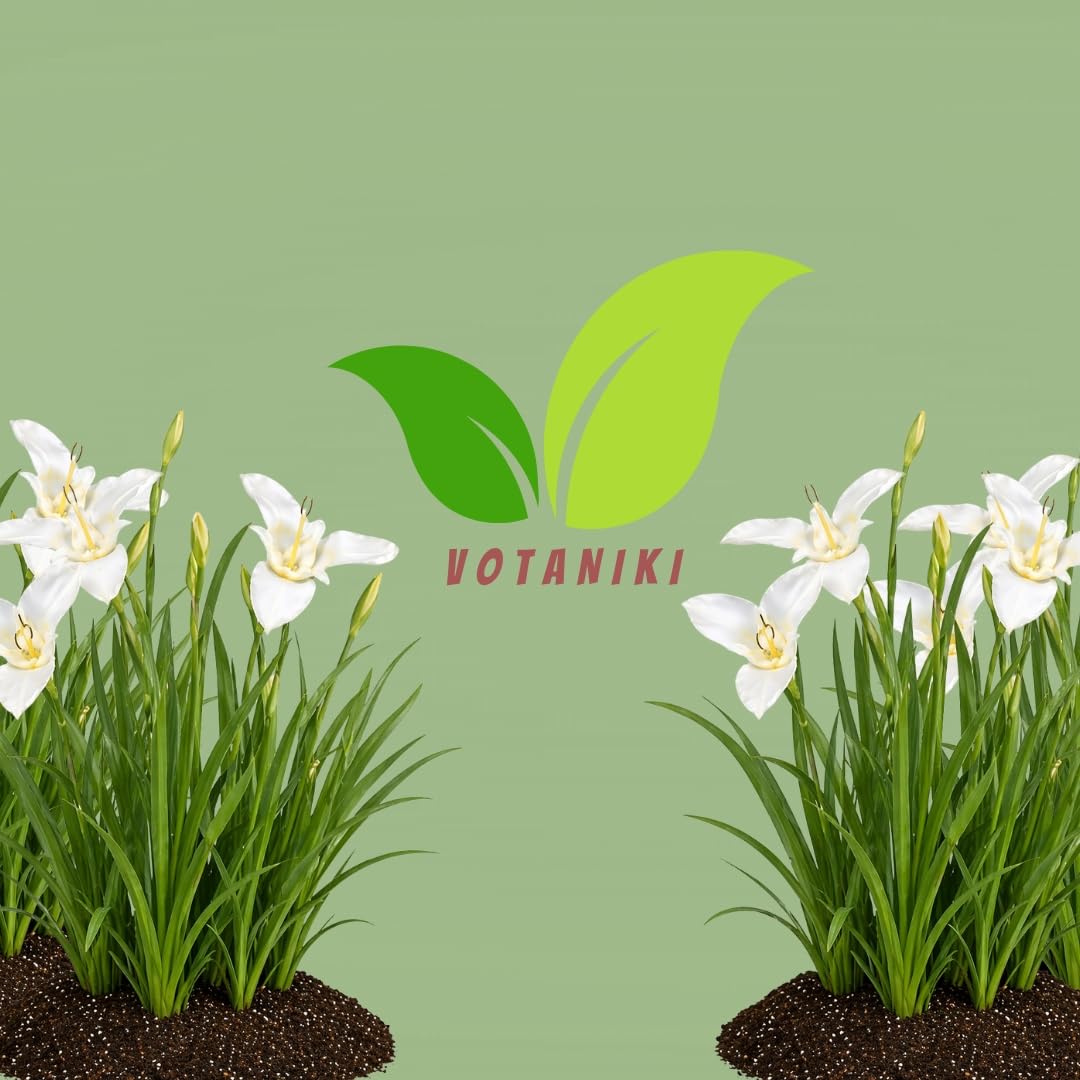 Votaniki Tigridia Pavonia Alba Immaculata Bulbs White Mexican Shell Flower Summer Bloom Garden Plants Cut Flower Use Sun to Part Sun Outdoor Planting (Pack of 12)