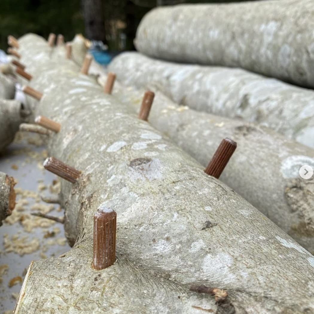 North Spore Organic Lion's Mane (100 ct) Mushroom Plugs for Logs | Premium Quality Mushroom Plug Spawn | Handmade in Maine, USA | Grow Gourmet Mushrooms Outdoors on Logs