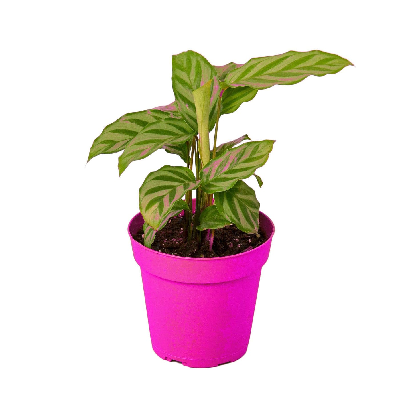 6 Pack Calathea Concinna 'Freddie' in 6in Pot - Live Tropical Houseplant - Easy to Grow | Air Purifying | Pet Friendly | Variegated | USA Growers | The Snobby Leaf