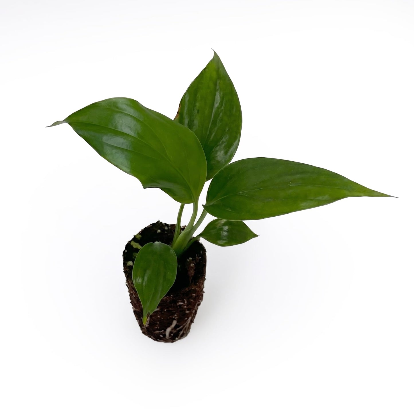 Live Spathiphyllum '7th Heaven' Plant - '7th Heaven Peace Lily' - ragnaroc Tropical Plant 2-8" Tall - 2ct - Live Arrival Guaranteed - House Plants for Home Décor & Gift