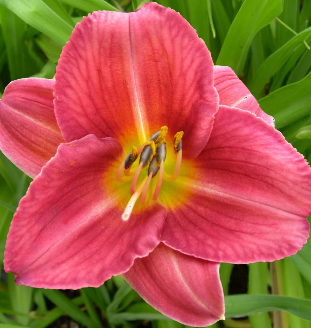 Votaniki Hemerocallis 'Rosey Returns Daylily' - Long Blooming, Perennial Daylily Bare Root for Plant | Perfect Addition to Any Garden - Easy to Gow and Low Maintenance (12 Pack)