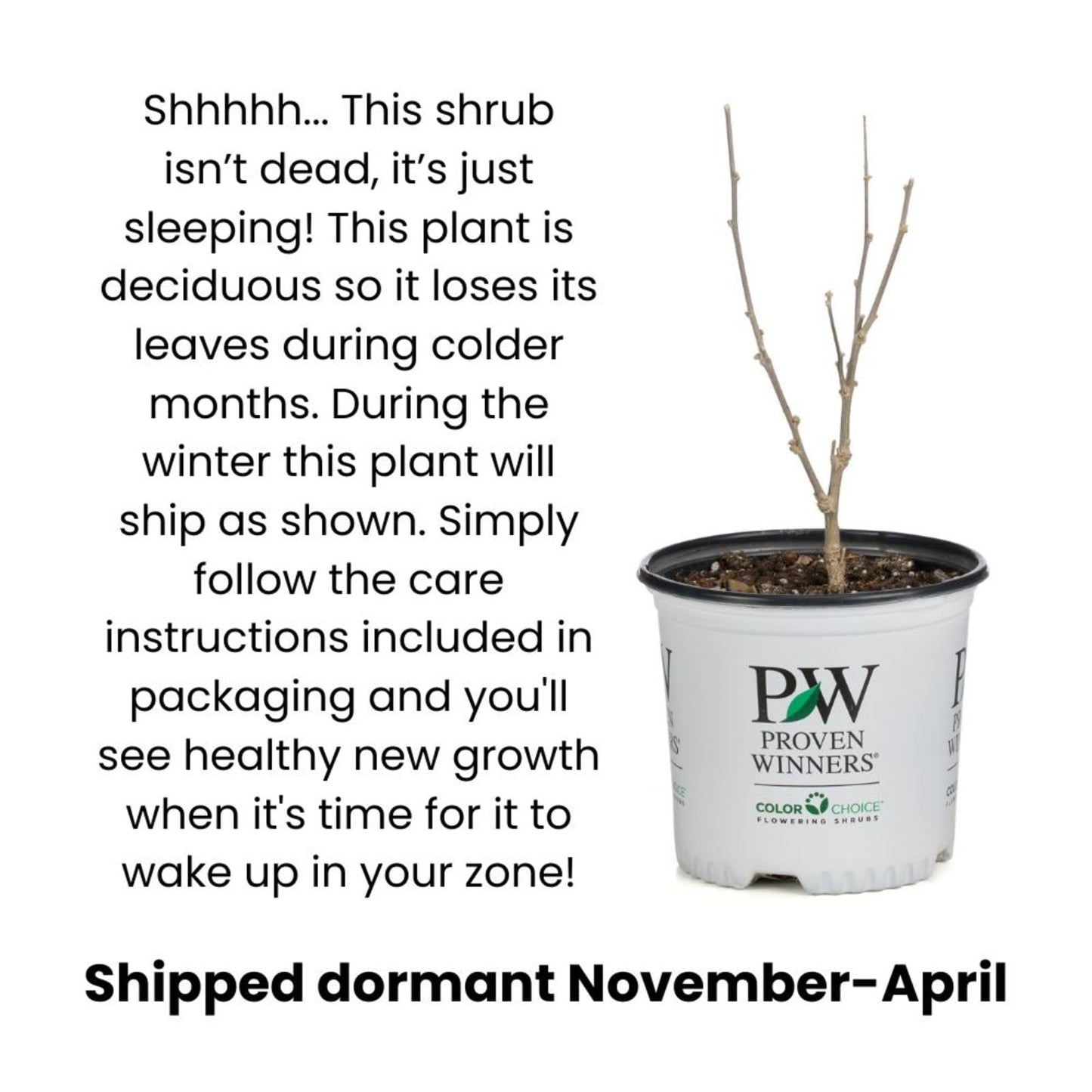 Proven Winners Center Stage Red Crapemyrtle (Lagerstroemia Indica) Live Plant, 4.5" Qt, 4 Pack