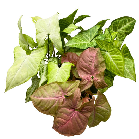 BubbleBlooms Syngonium Assortment 4 inch Pots Set of 3