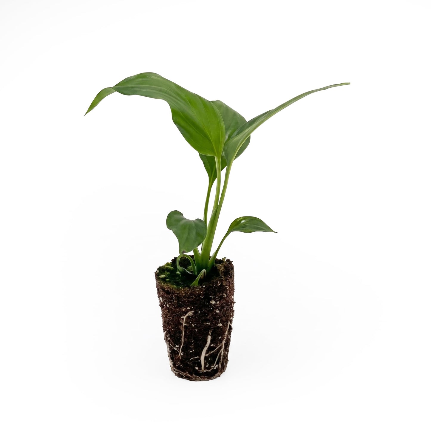 Live Spathiphyllum '7th Heaven' Plant - '7th Heaven Peace Lily' - ragnaroc Tropical Plant 2-8" Tall - 2ct - Live Arrival Guaranteed - House Plants for Home Décor & Gift