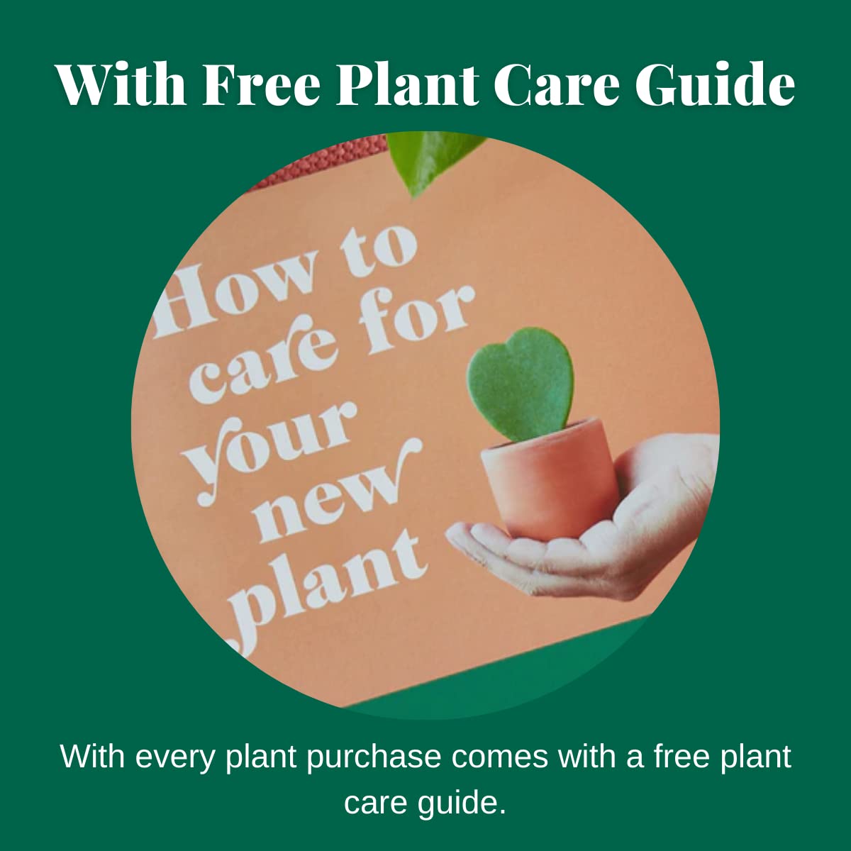 HOUSE PLANT SHOP | Tillandsia Air Plant 'Adreana'| Live Indoor Plant | Easy to Care | Natural Décor Plant | Great Gifts| Free Care Guide