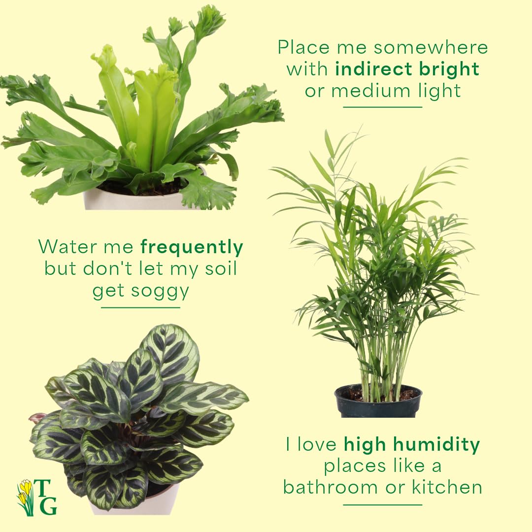 Thorsen's Greenhouse Live Pet Friendly Indoor Houseplants, Live Plants, Safe for Pets, 4" Diameter Pot, 3-Pack (Gold)