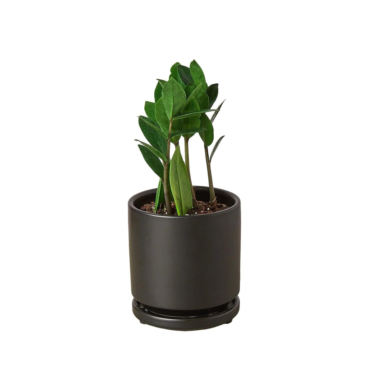 Zamioculcas Zamiifolia ZZ in 4in Pot - Live Plants Tropical Houseplants | Variegated | USA Growers | The Snobby Leaf