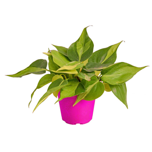 6 Pack Philodendron 'Brasil' in 3in Pot - Live Tropical Houseplant - Easy to Grow | Air Purifying | Variegated | USA Growers | The Snobby Leaf