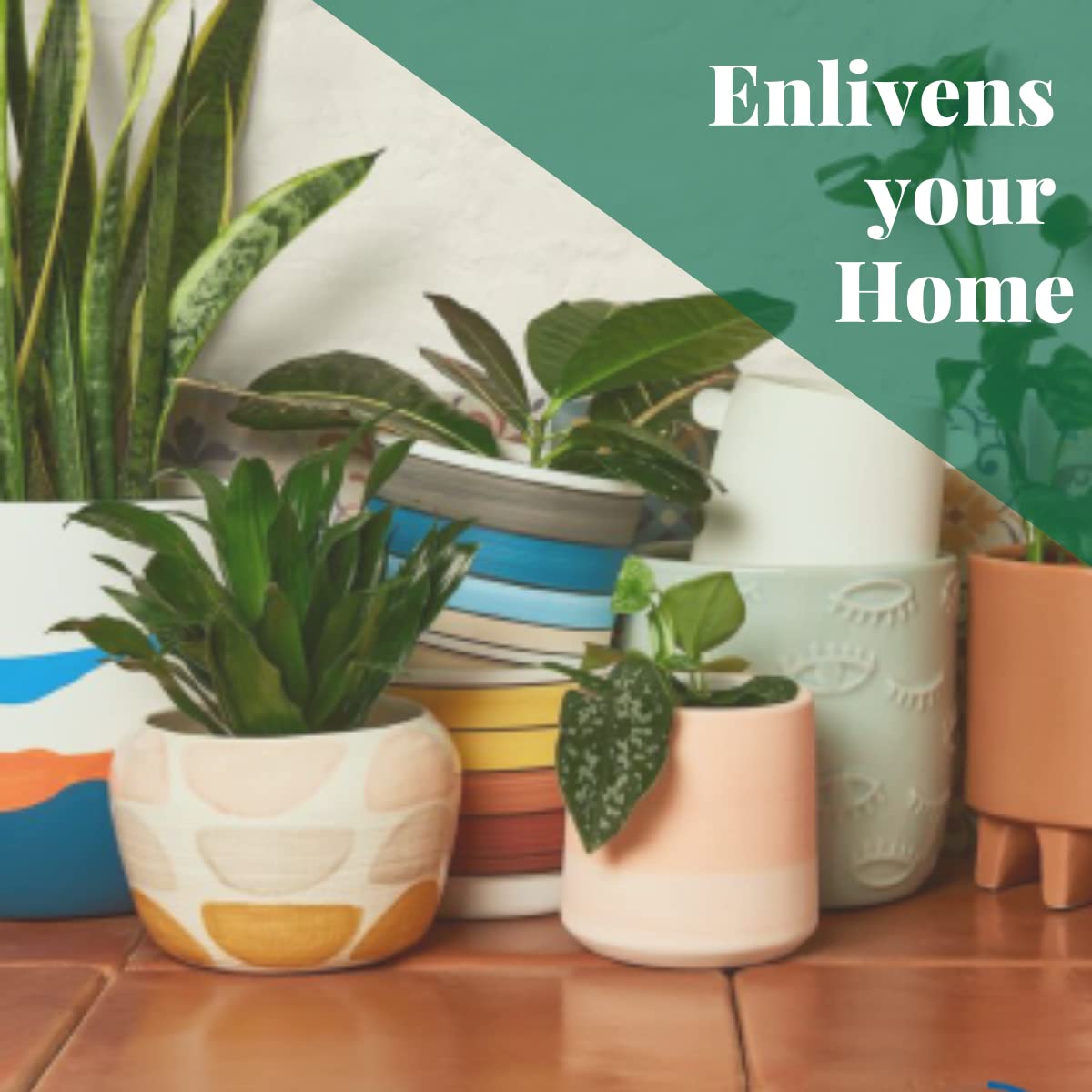 House Plant Shop | Bromeliad 'Silver Vase' - 6" Pot | Live Indoor Plant | Easy to Care | Natural Décor Plant | Great Gifts| Free Care Guide