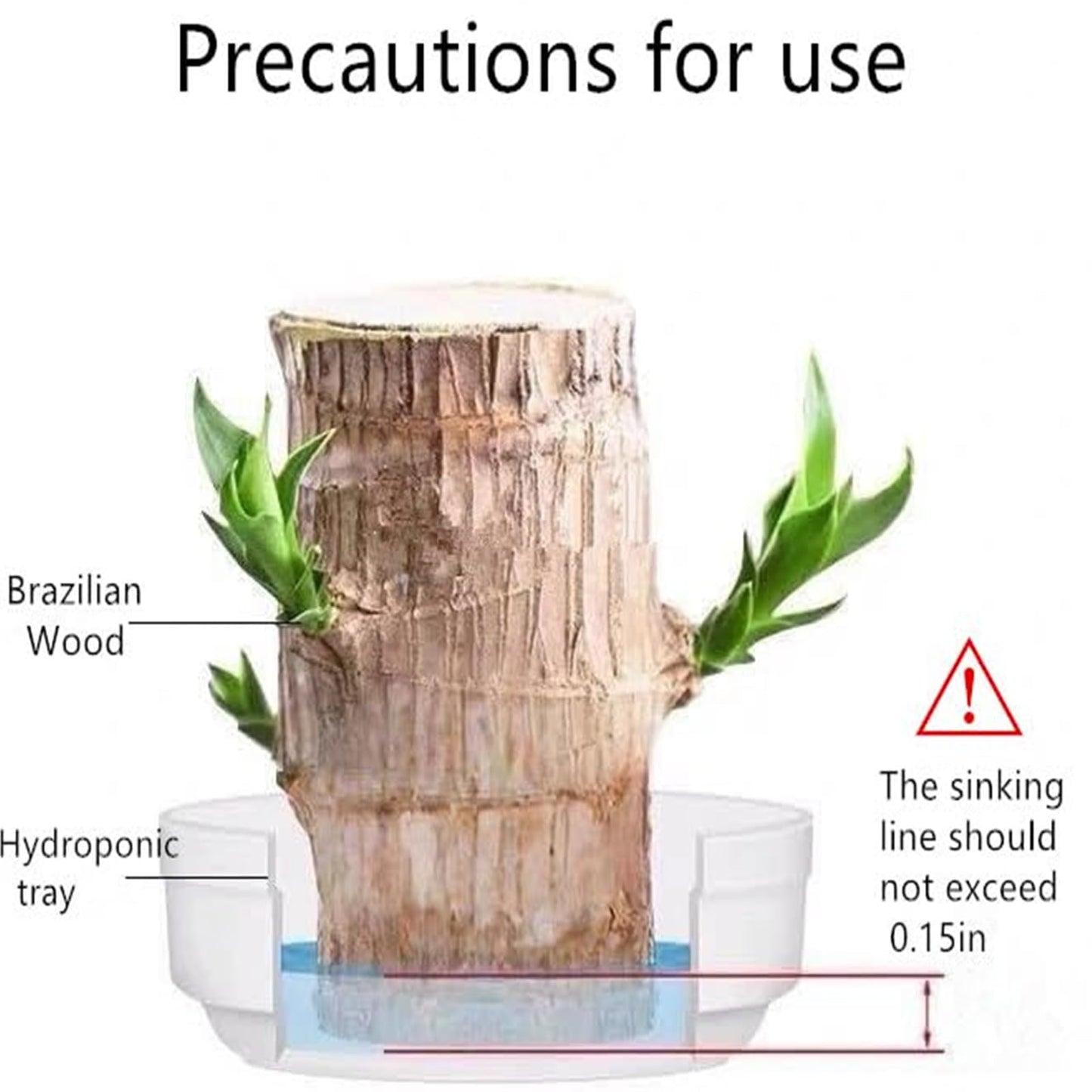 Brazilian Lucky Wood Plant,Brazilian Wood Doesn't Need to Wait to Sprout, Natural Air Cleaner, Suitable for Home Office Desk Decor (Blue)