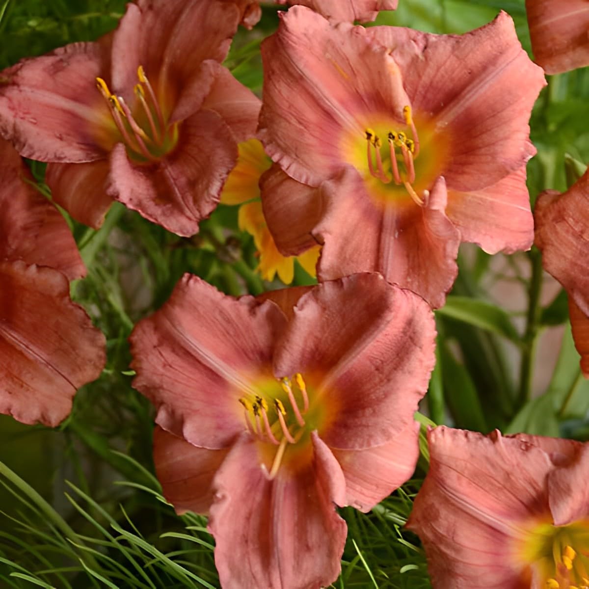 Votaniki Hemerocallis 'Rosey Returns Daylily' - Long Blooming, Perennial Daylily Bare Root for Plant | Perfect Addition to Any Garden - Easy to Gow and Low Maintenance (2 Pack)