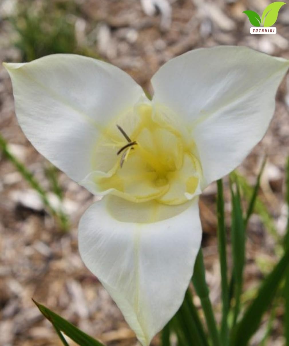 Votaniki Tigridia Pavonia Alba Immaculata Bulbs White Mexican Shell Flower Summer Bloom Garden Plants Cut Flower Use Sun to Part Sun Outdoor Planting (Pack of 50)