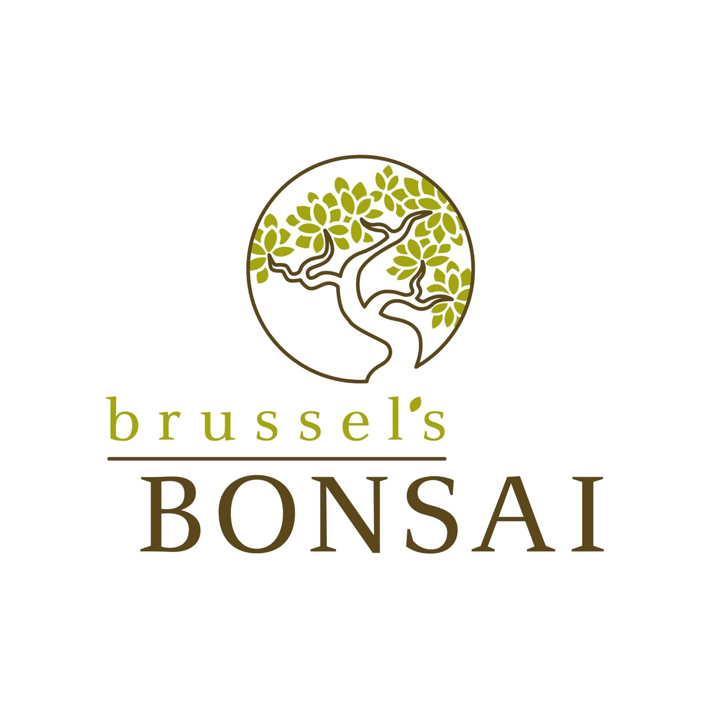 Brussel's Live Gardenia Outdoor Bonsai Tree - 6 Years Old; 10" to 14" Tall with Decorative Container