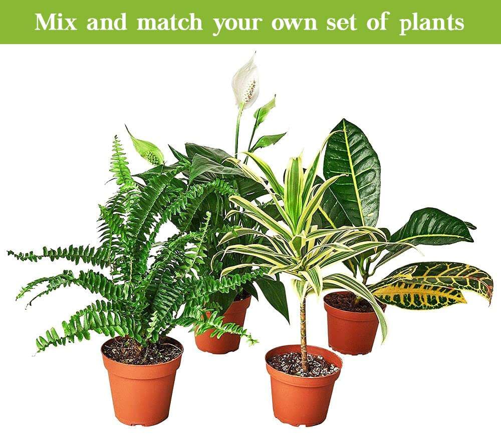 Maranta Variegated Beauty Kim Live Plant for Indoor | Different Houseplants in 4'' & 6'' Pot | Real House Plant for Living Room, Office, Desk & Bathroom | Prayer Leucornea Plant