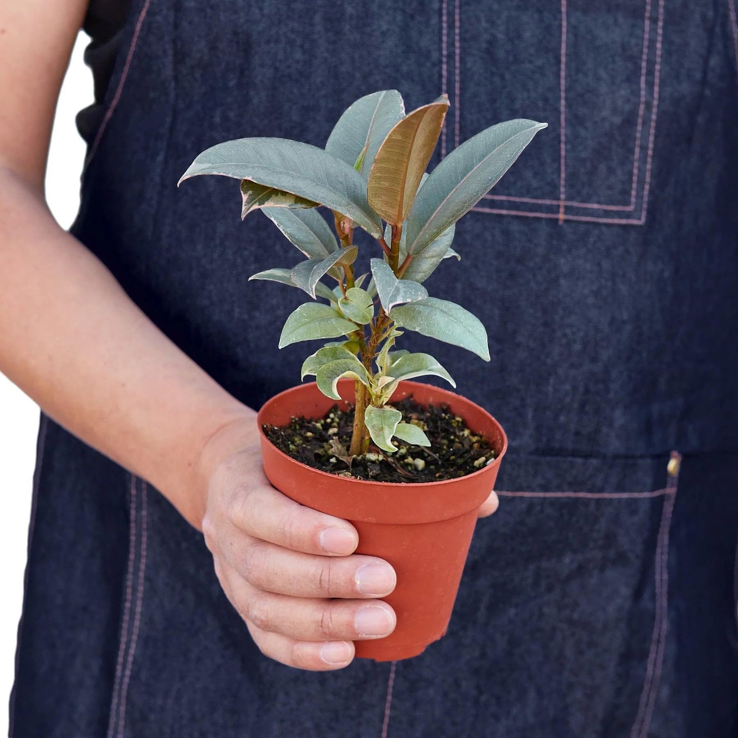 9 Pack Ficus Elastica 'Tineke' in 6in Pot - Live Plants Tropical Houseplants | Variegated | USA Growers | The Snobby Leaf