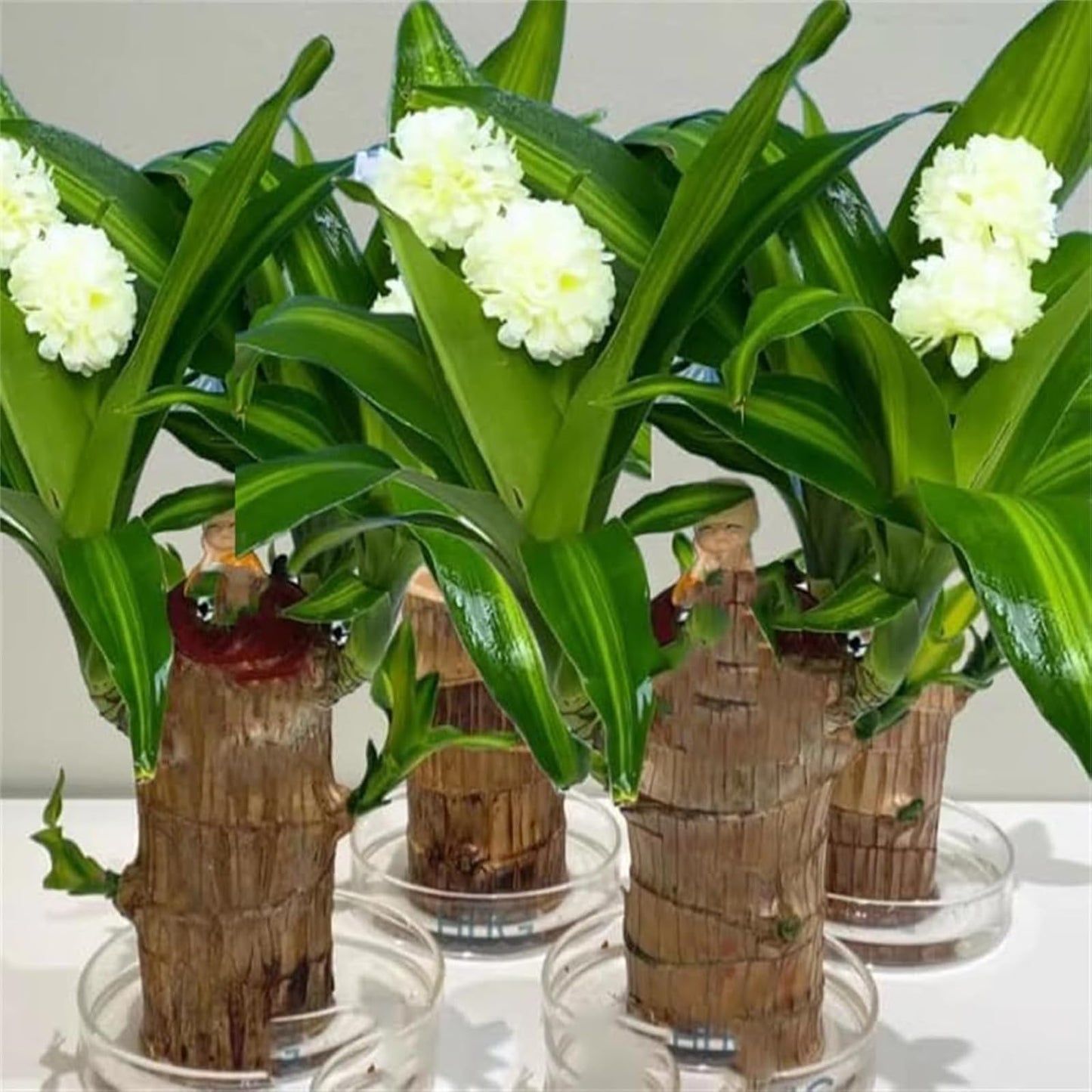 Brazilian Lucky Wood Plant,Brazilian Wood Doesn't Need to Wait to Sprout, Natural Air Cleaner, Suitable for Home Office Desk Decor (Blue)