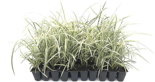 Aztec Grass - 10 Live Plants - Variegated Liriope - Ophiopogon Intermedius Argenteomarginatus