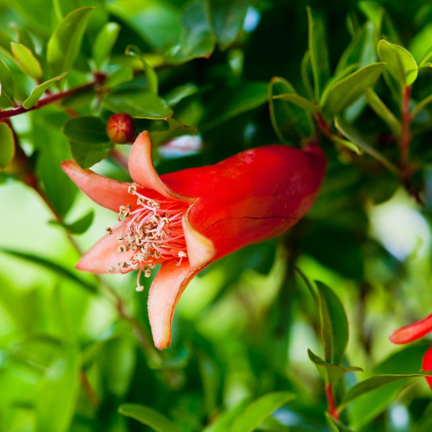 Pomegranate Wonderful Live for Sale (4 Pack) | Easy to Grow Plants | Edible Fruit Plant for Sustainable Living | Grow Your own Food on Your Edible Organic Garden| Live for Planting| 2 inch Pot