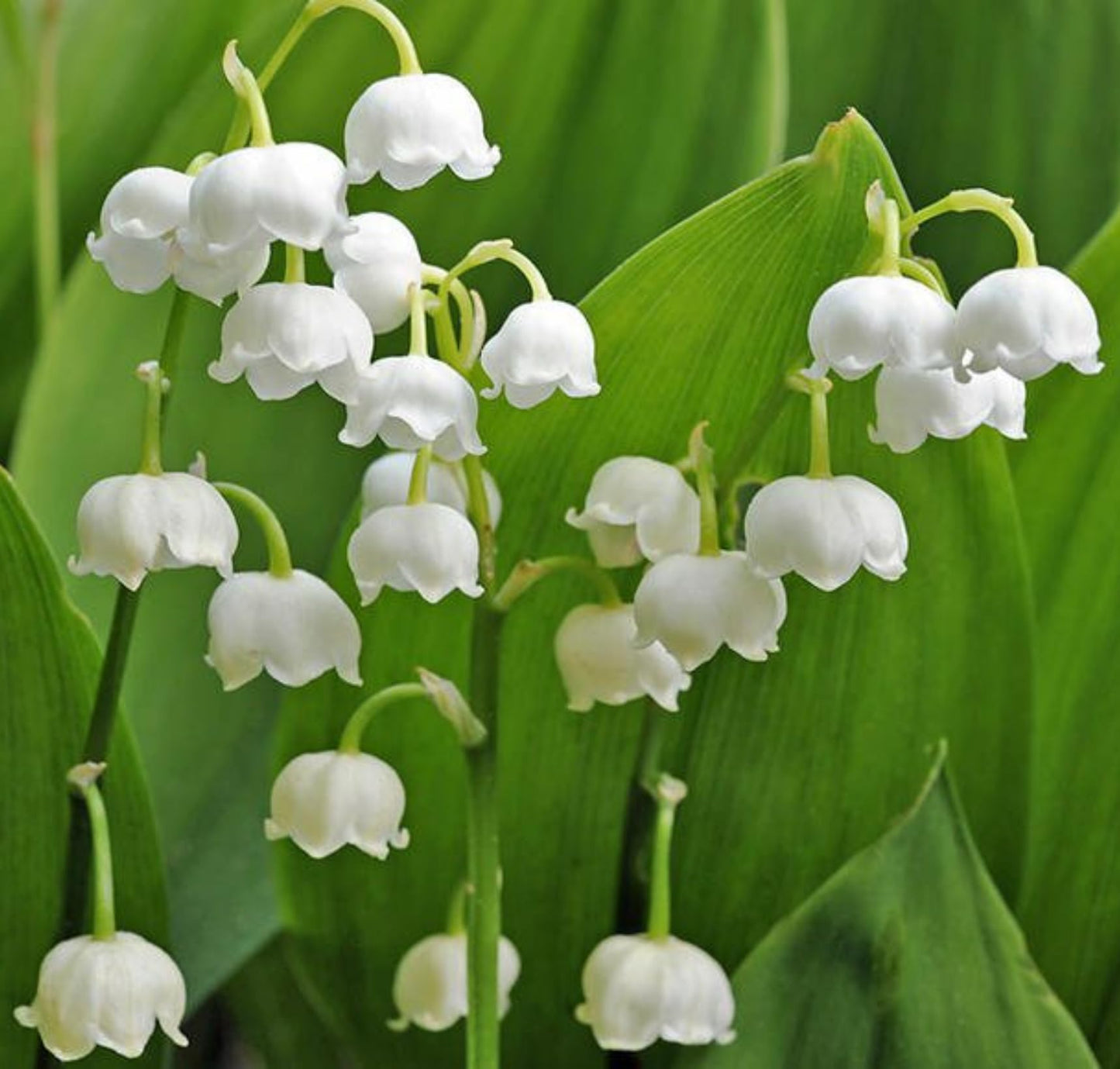 Votaniki White Lily of The Valley - Fragrant, Long Lasting Blooms, Perennial (Convallaria Majalis) Lily of The Valley Bare Root for Planting | Spring Flower, Perfect for Outdoor & Indoor (5 Pack)