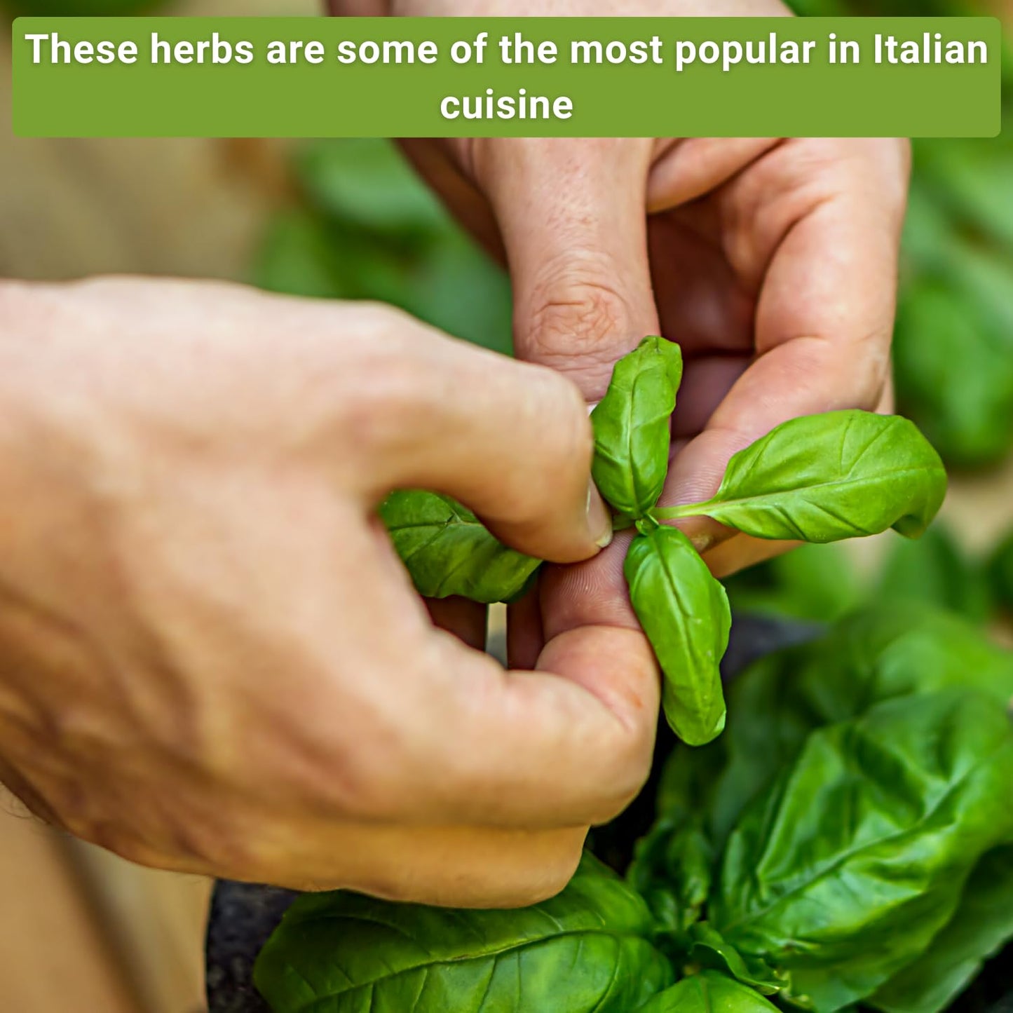 Sow Right Seeds - Italian Herb Garden Seed Collection for Planting - Basil, Oregano, Parsley, Sage, and Thyme - Non-GMO Heirloom Packet with Instructions to Grow a Kitchen Garden Indoors or Outdoors