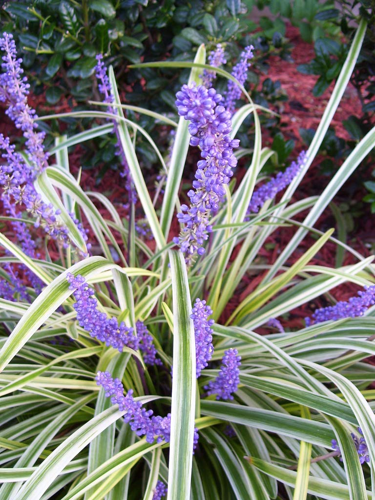 Variegated Liriope | 30 Live Plants | Liriope Muscari Variegata | Ornamental Ground Cover Plants | Evergreen Foliage