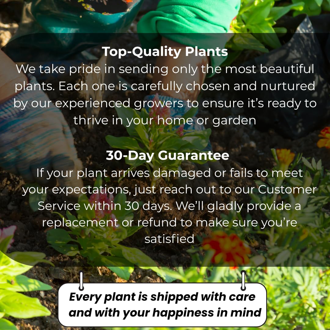 2 Curly Spider Plant Live in 4 Inch Pot, Live Spider Plants Indoor, Air-Purifying, Low Maintenance, Perfect for Home and Office Décor, Easy Care Starter Plants