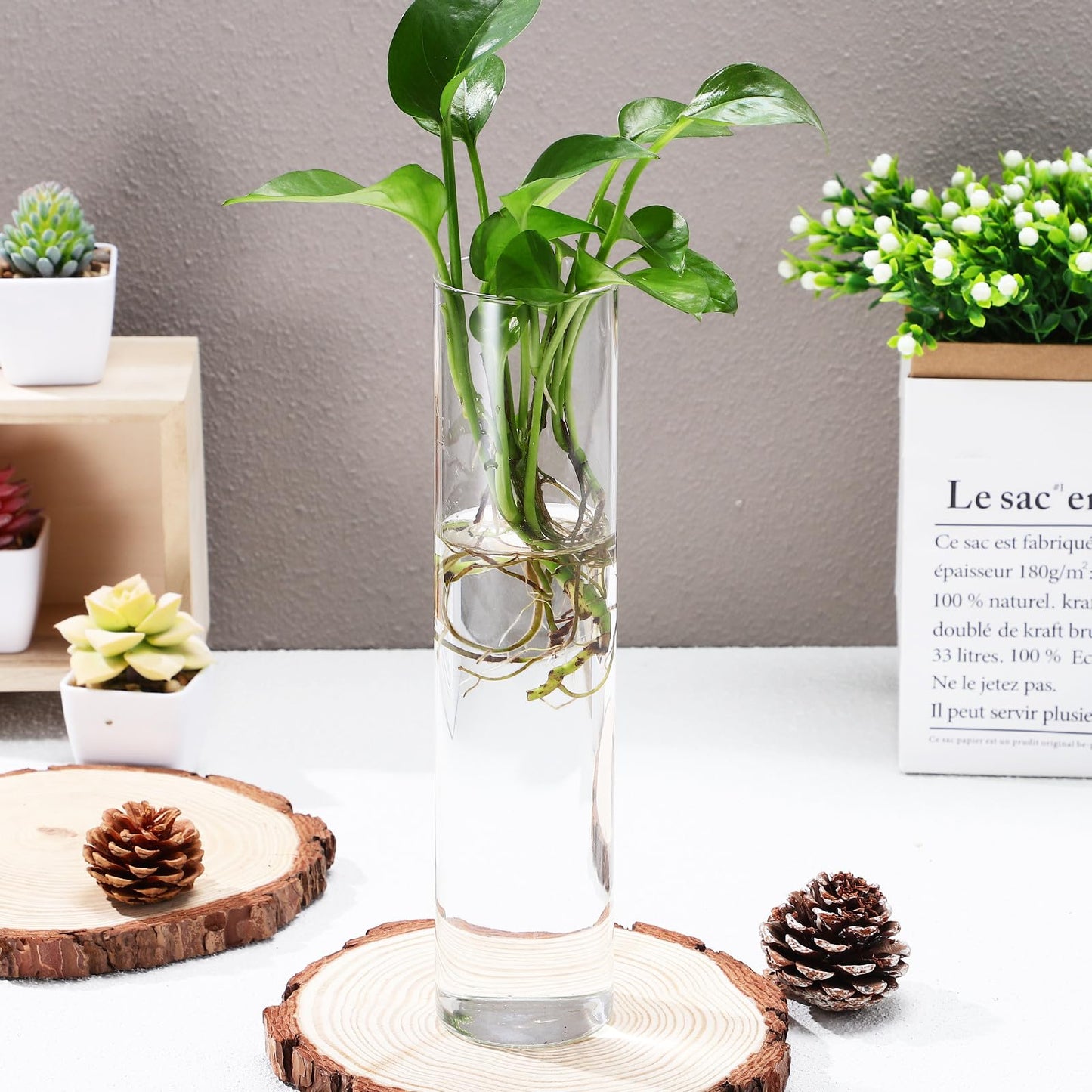 OSOLADY Wall Mounted Glass Cylinder Vases for Plants, Hanging Terrariums Water Propagation Stations, 2pcs Large Round Tube Holders for Indoor Home Décor