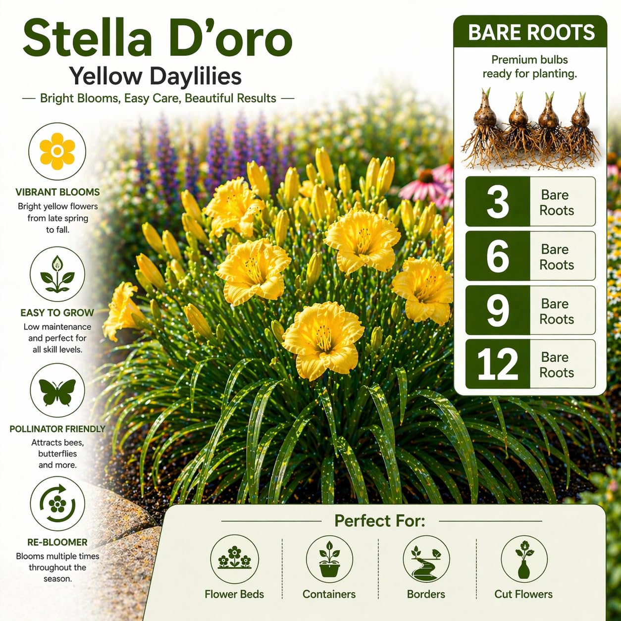 American Stella D’Oro Daylily Bare Roots – Perennial Hemerocallis for Spring Planting – Easy-to-Grow Outdoor Garden Flowers – Attracts Butterflies & Bees (3, Three Bare Roots)
