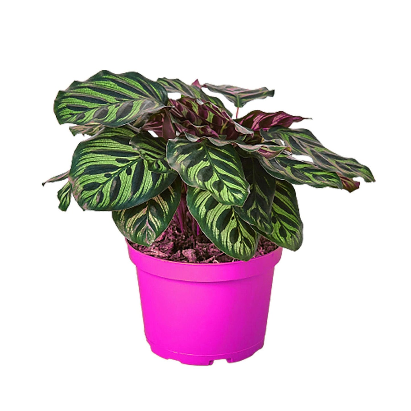 2 Pack Calathea 'Makoyana' in 4in Pot - Live Tropical Houseplant - Easy to Grow | Air Purifying | Pet Friendly | Variegated | USA Growers | The Snobby Leaf