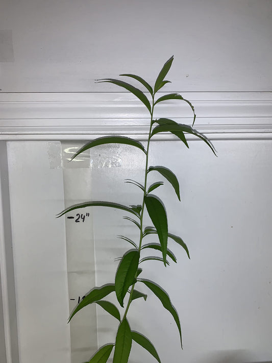 Prunus persica Nemaguard (Peach Seedling) Live 1-2 y.o. Plant