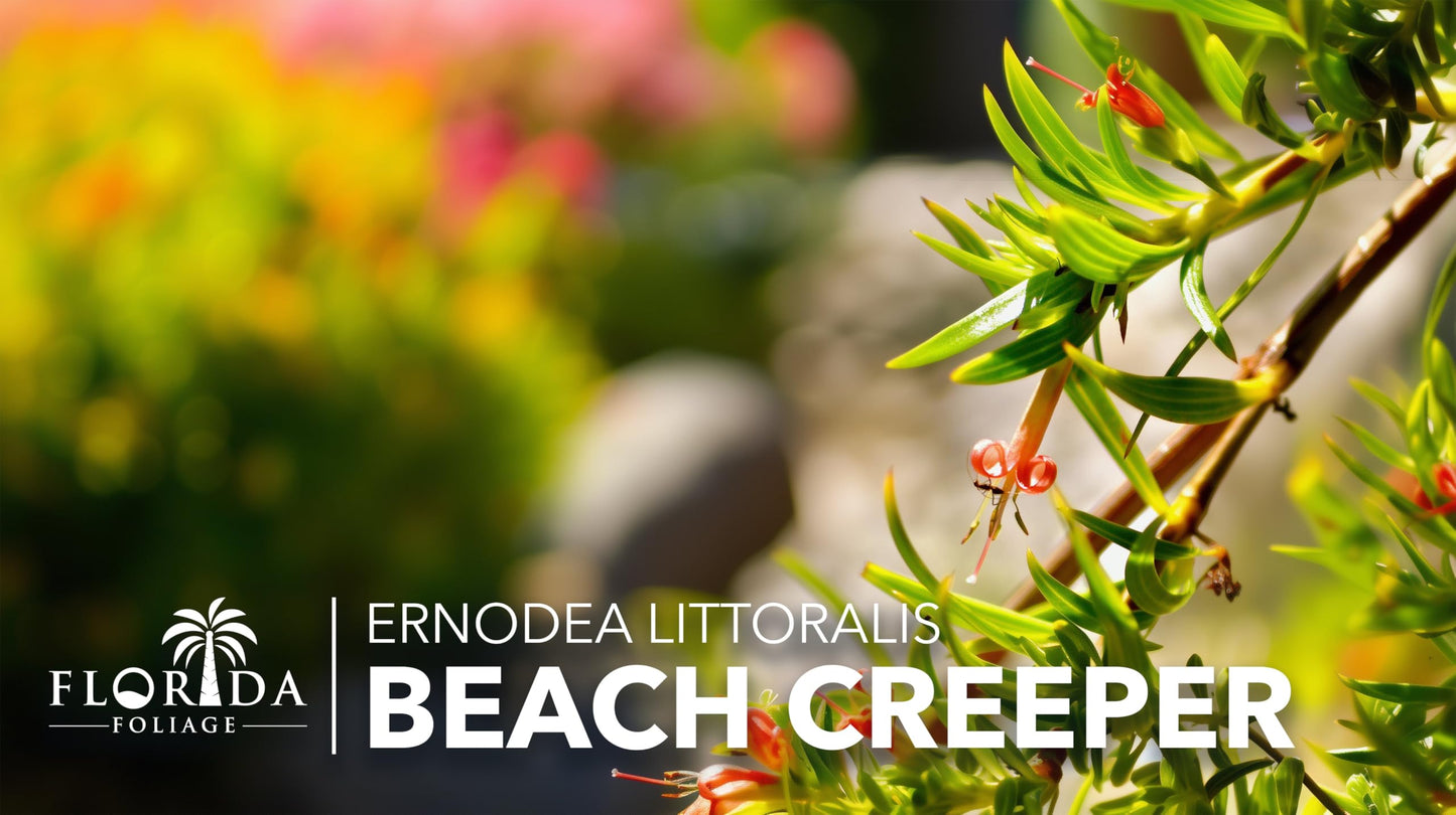 Beach Creeper | 3 Live Plants | Ernodea Littoralis | Coastal Ground Cover | Salt Tolerant | Low Maintenance | Drought Resistant | Fast Growing | Ideal for Sandy Soils | Tropical Landscaping