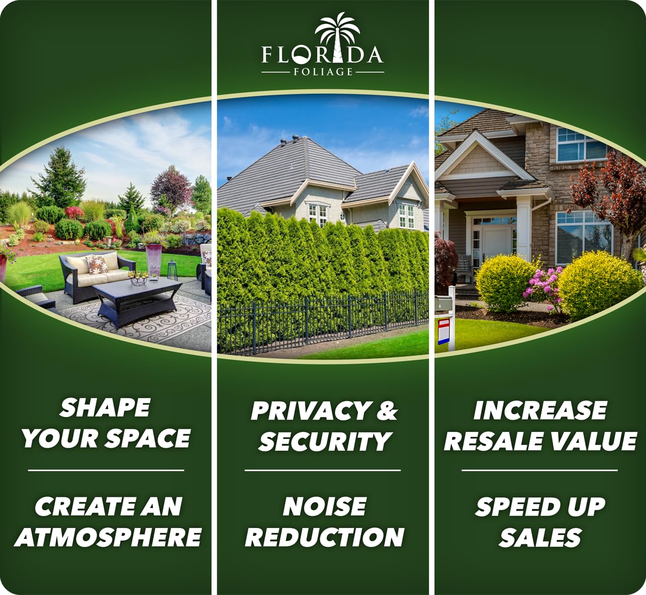 Ligustrum Waxleaf Privet - 30 Live Plants - Evergreen Privacy Hedge Shrub