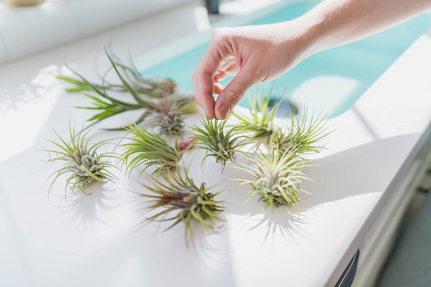 5 Pack Assorted Large Ionantha Rubra Air Plants - Live Succulent House Plants - Available in Wholesale and Bulk - Home and Garden Decor - Easy Care Indoor/Outdoor Air Plant
