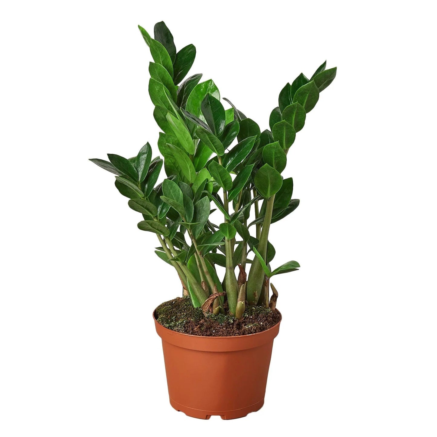 Zamioculcas Zamiifolia ZZ in 3in Pot - Live Plants Tropical Houseplants | Variegated | USA Growers | The Snobby Leaf