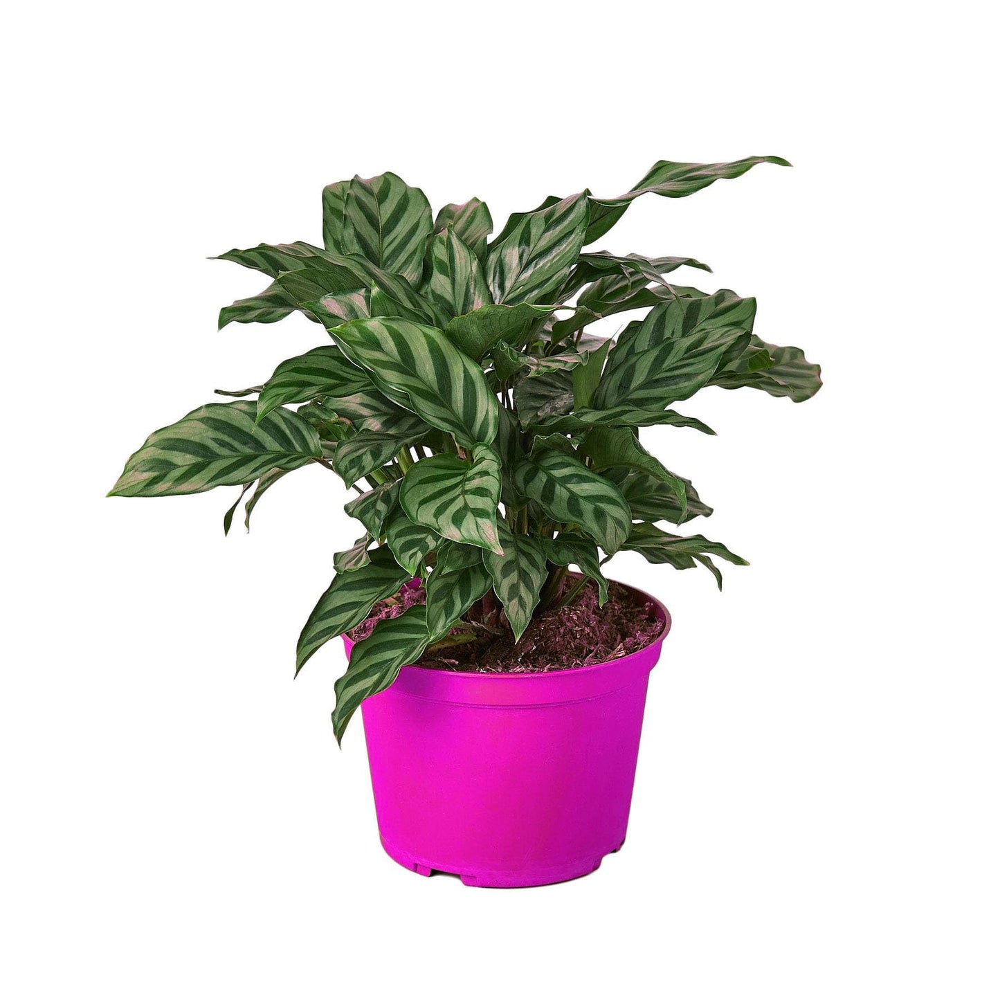 2 Pack Calathea Concinna 'Freddie' in 4in Pot - Live Tropical Houseplant - Easy to Grow | Air Purifying | Pet Friendly | Variegated | USA Growers | The Snobby Leaf