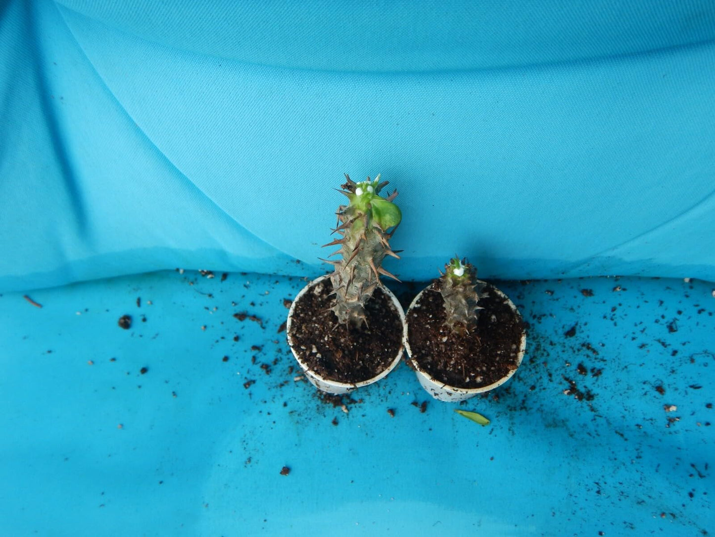 Live Plant - Queen of Luckcrown of Thorns-Euphorbia Miliichrist Plantstarter Plant