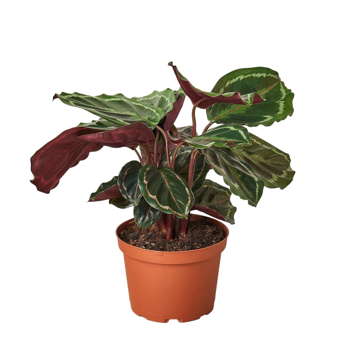 5 Pack Calathea Roseopicta 'Medallion' in 6in Pot - Live Plants Tropical Houseplants | Variegated | USA Growers | The Snobby Leaf