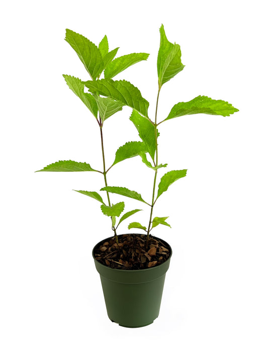 Beautyberry | 5 Live 4 Inch Plants | Callicarpa Americana, Fast-Growing Shrub, Vibrant Purple Berries, Attracts Birds, Ornamental Foliage, Low Maintenance, Perfect for Gardens