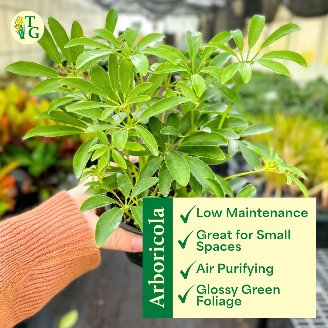 Thorsen's Greenhouse Live Arboricola Umbrella Tree Plant, Schefflera Arboricola, Natural Air Purifier, Easy to Grow, Live Indoor Houseplant, 4-inch Diameter (Copper)