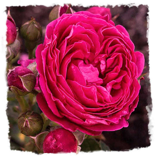 Powerpuff Pink Rose 1.5 Gallon Potted Live Plant, Non-Stop Fragrant Pink Flowers, Own Root, Stargazer Perennials, Zones 5-11